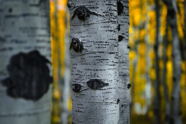 many white birch trees in the fall with yellow leaves