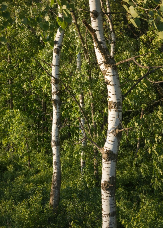 the top of three tall trees in the middle of a forest