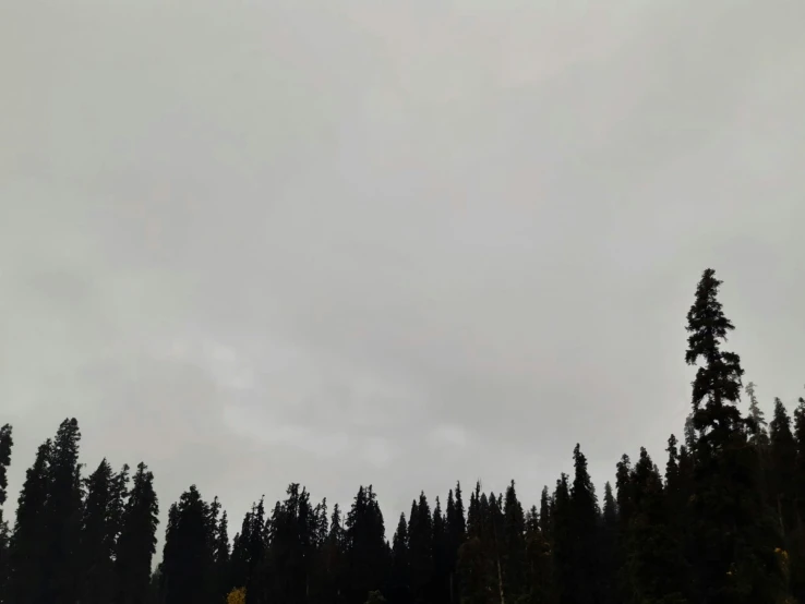 a few birds flying in an overcast sky