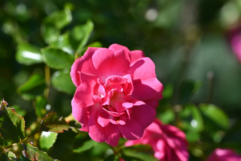 a pretty pink flower growing in the green leaves