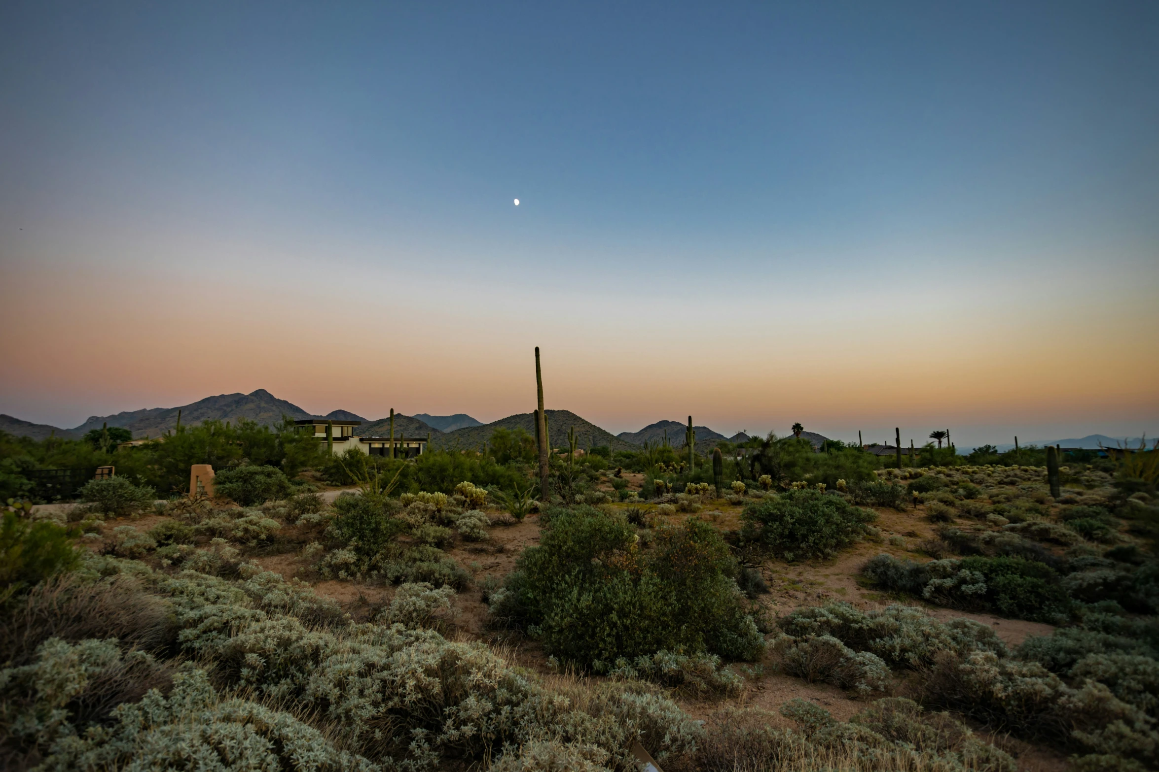 there is a night sky and desert with cactus plants