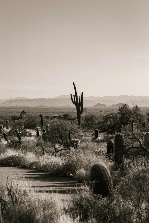 a black and white picture with lots of cactus and mountains