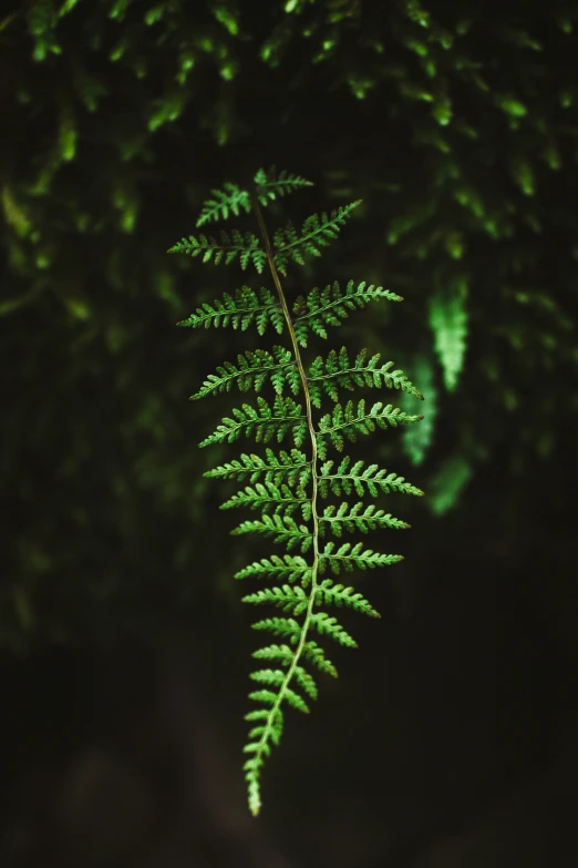 the green leaves of a fern sit on a dark background