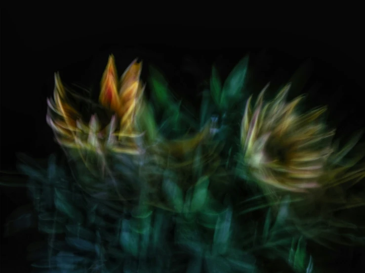 blurry pograph of a group of flowers on black background