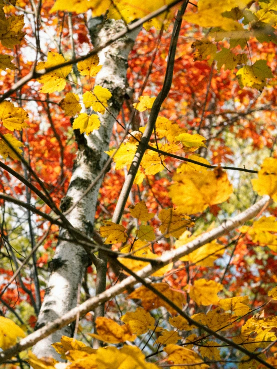 the view from behind a tree with autumn leaves