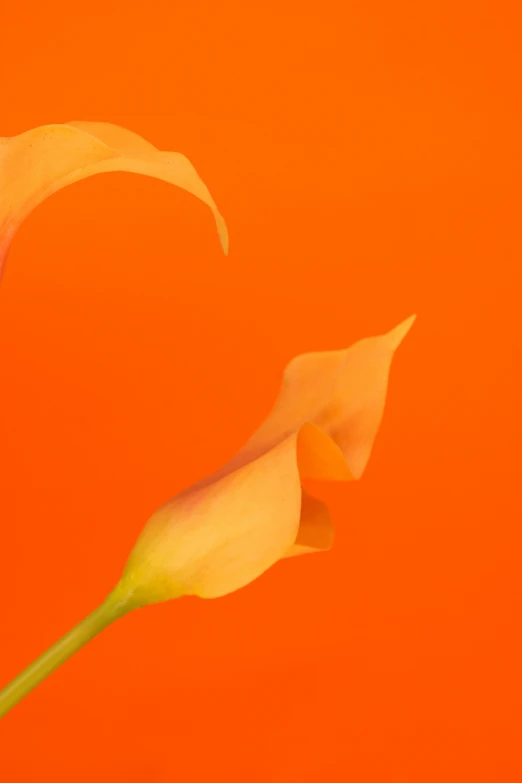 two pink and yellow flowers are in front of an orange wall