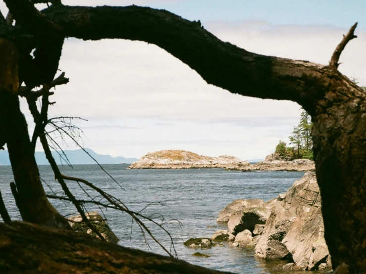 a very pretty tree by the water near rocks