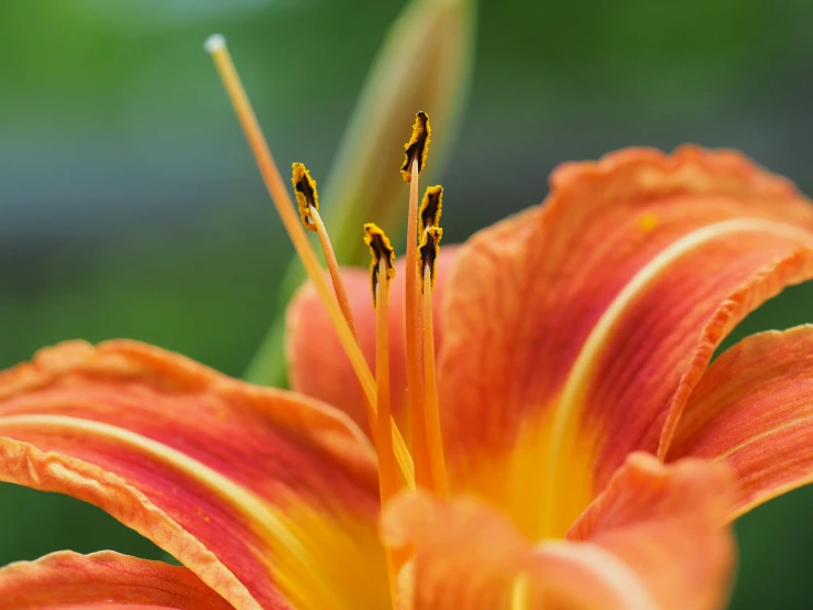 an orange flower with a green background