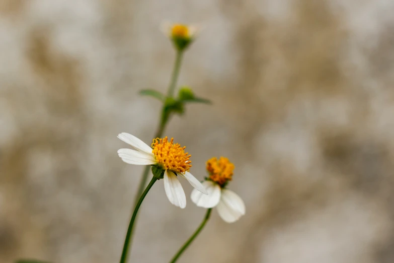 some flowers grow outside on top of a rock