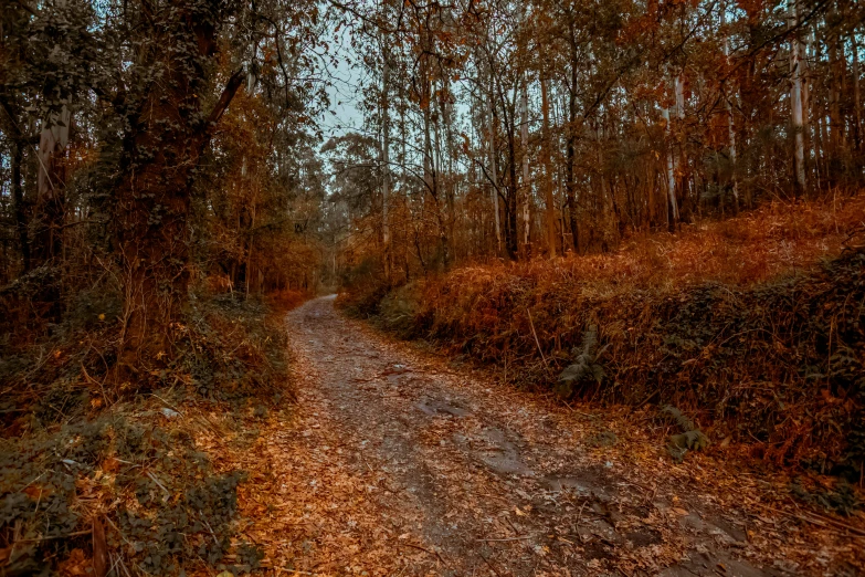 the dirt road is lined with trees, grass and bushes