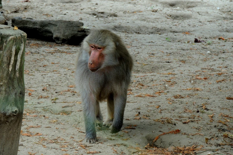 a monkey walks on top of a sandy beach