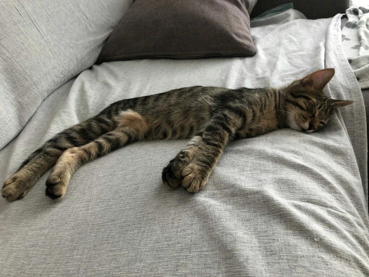 a striped cat is sleeping on a bed