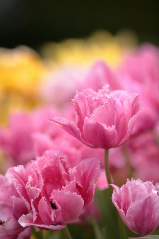 a group of pink flowers are seen with dew drops