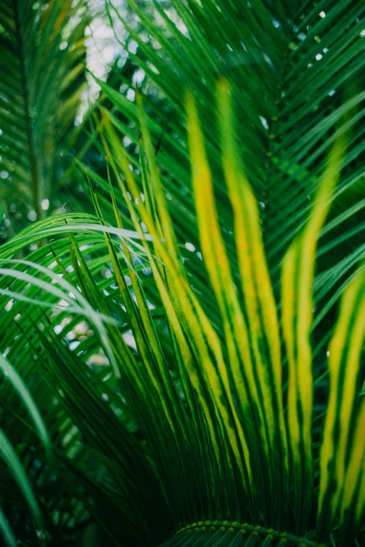 a green plant with long leafy stalks