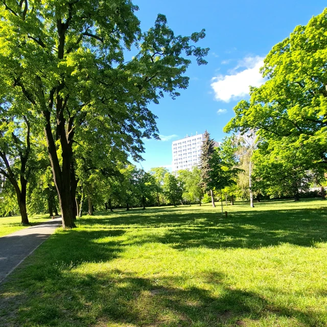 an empty path leads to trees, grass and a park