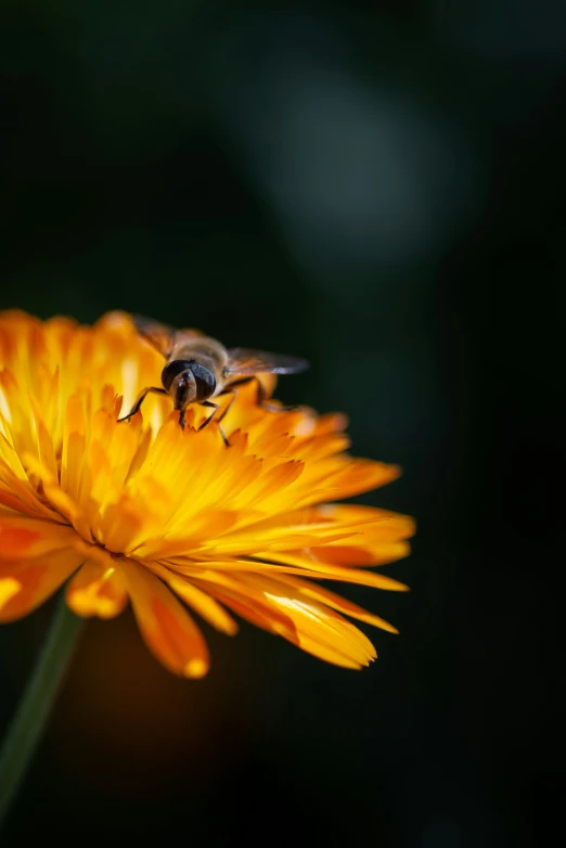 a honeybee is flying toward an orange flower