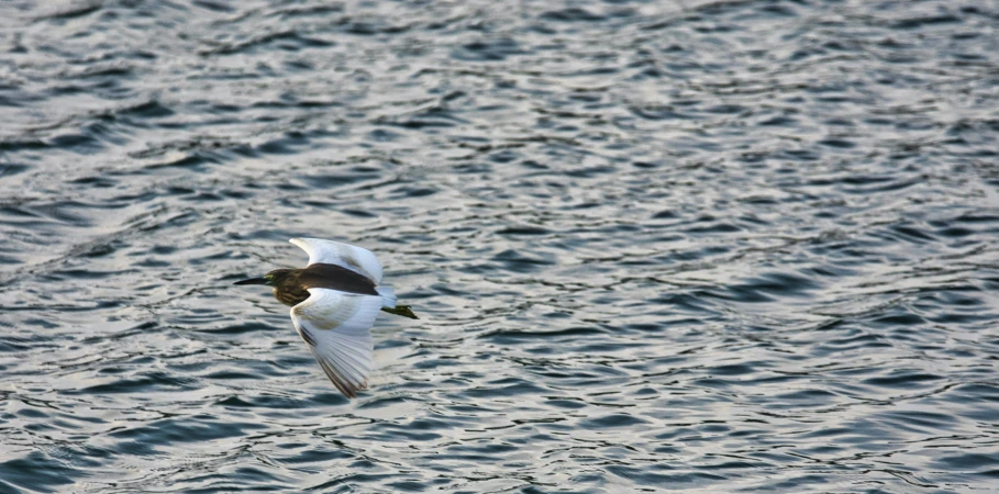 there is a bird flying over the water