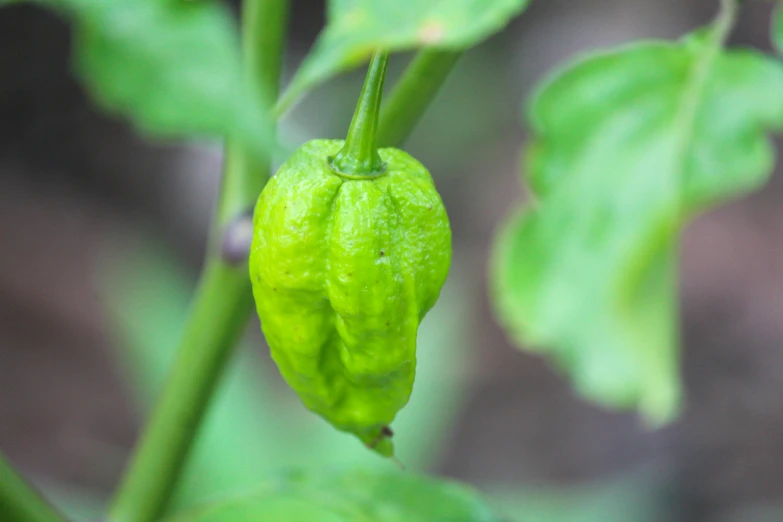 green plant with tiny, unripe, small buds in an area