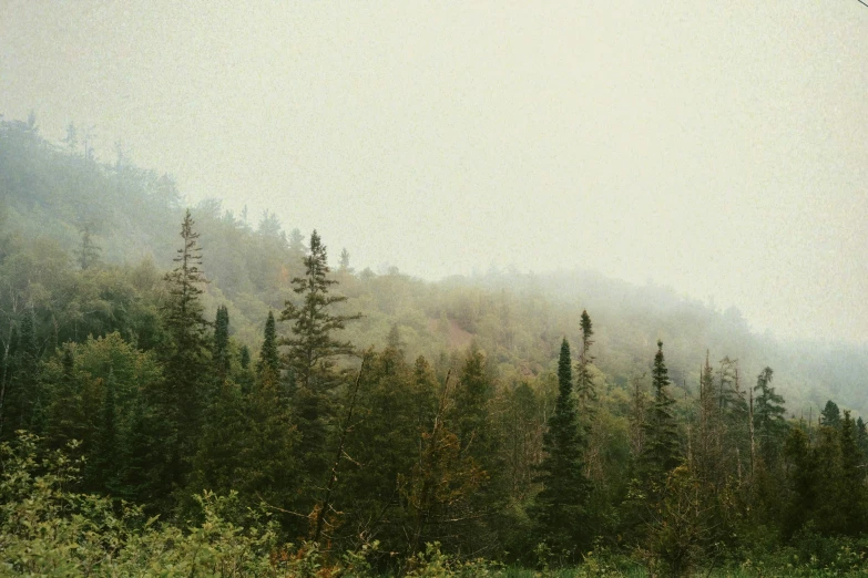 a forest is shown in the distance and fog is in the air