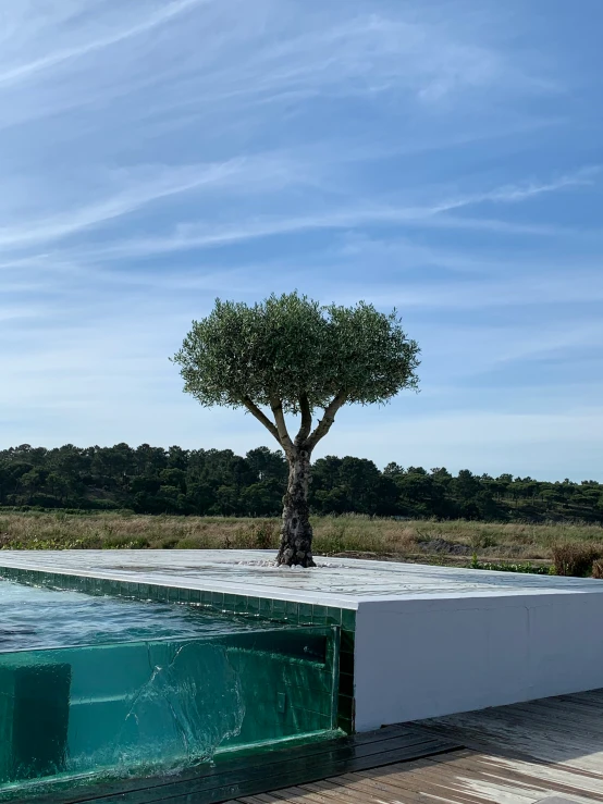 an empty pool in front of a tree