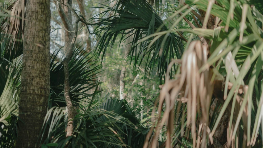 a forest is filled with lots of green palm trees