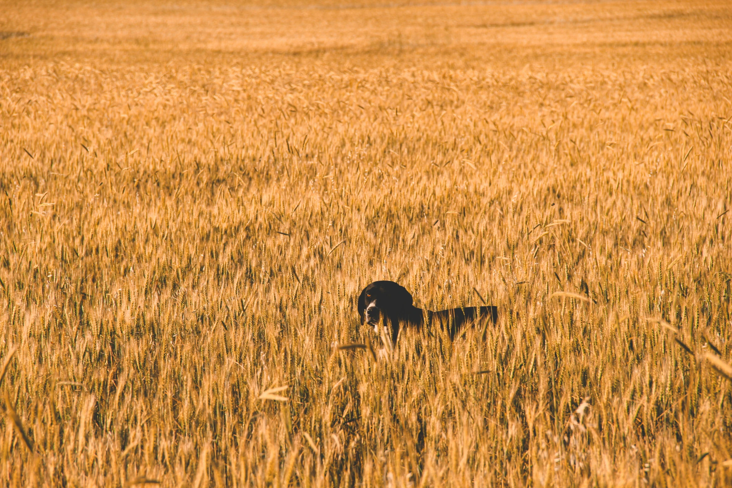 the dog is walking through a field alone