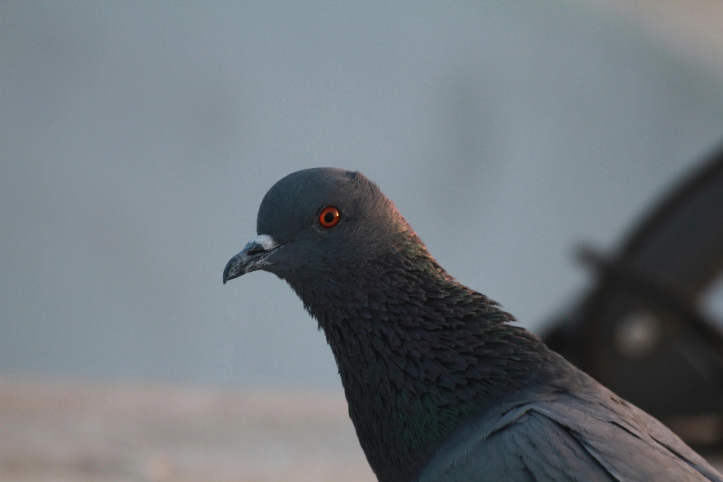 this is a close up view of a grey bird
