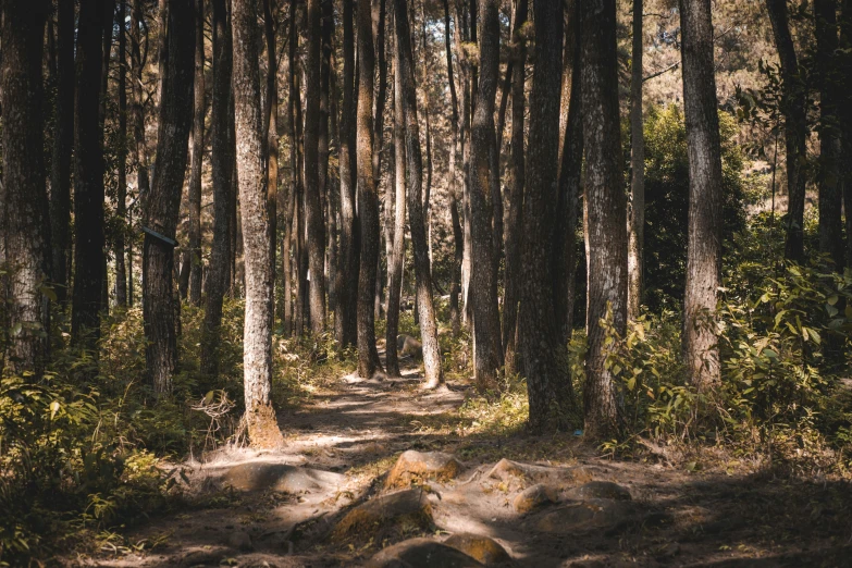 a large group of trees on a dirt road