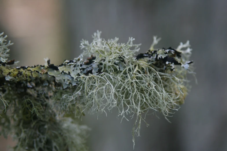 the moss and lichens on the nches of a tree are brown