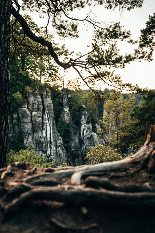 a tree trunk rests near an area that includes mountains