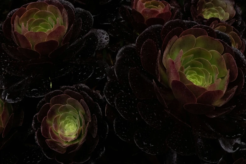 a large collection of green and brown flowers