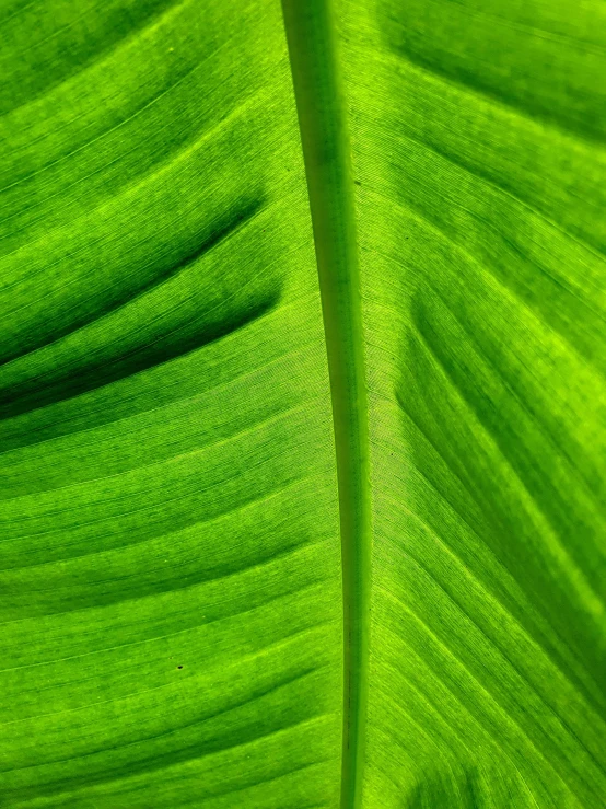 a close - up of the green plant's vein, captured from a high angle