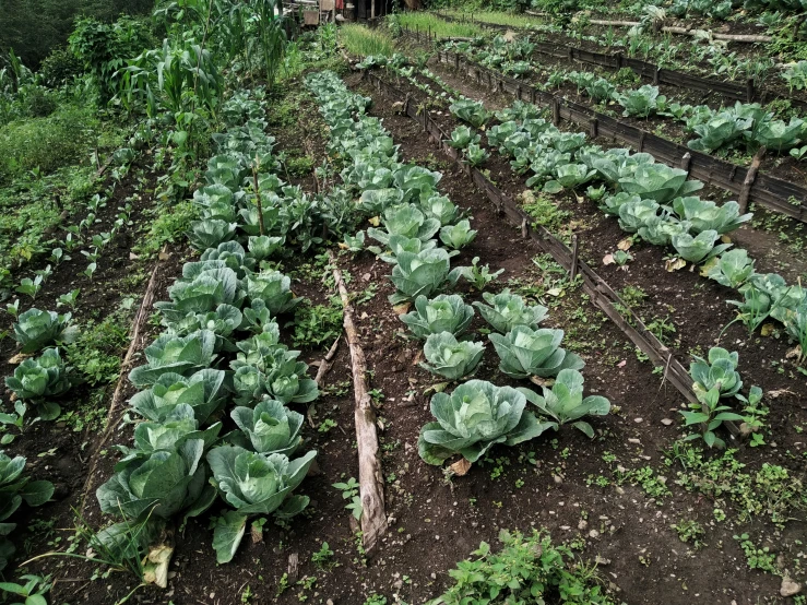 a field with many plants in it near a wooden shed