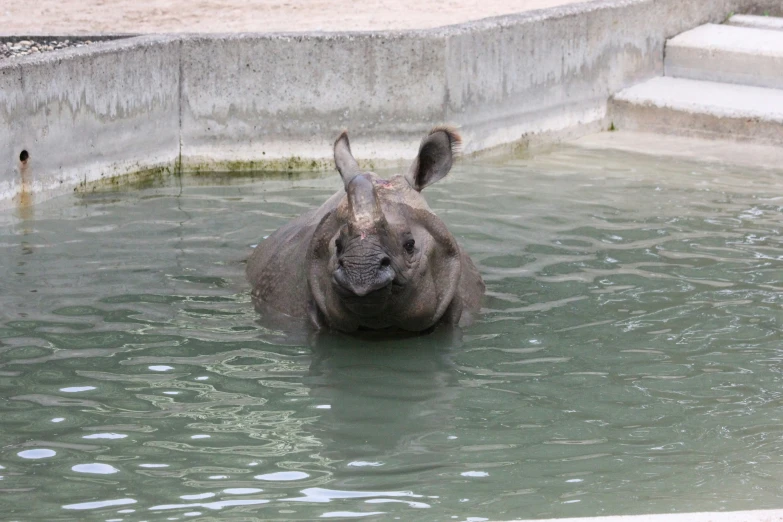 a large animal in water near steps