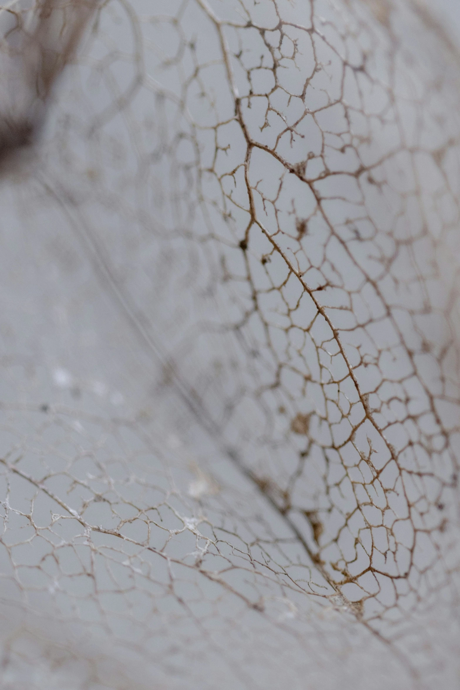an extreme closeup view of the dried plant stem