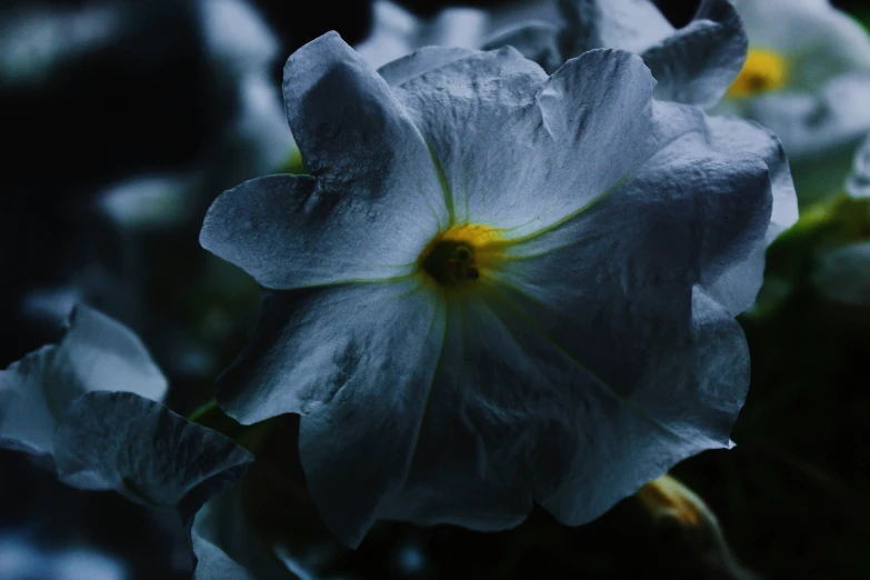 a close up s of the flower head