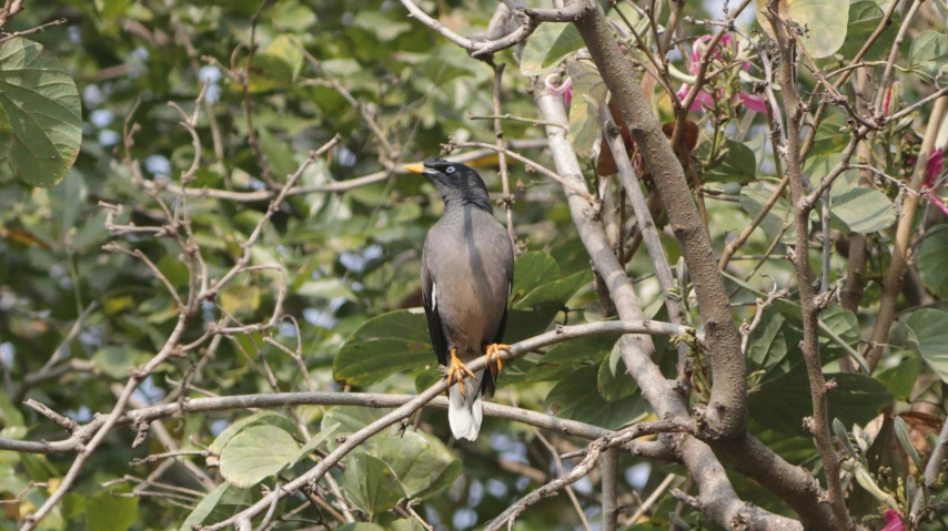 a large bird sits on the nch of a tree