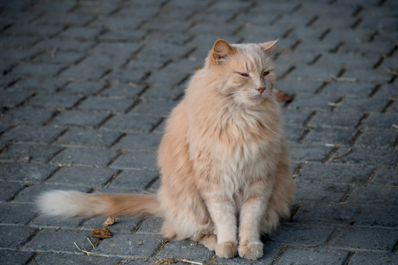 a very cute cat sitting on the ground