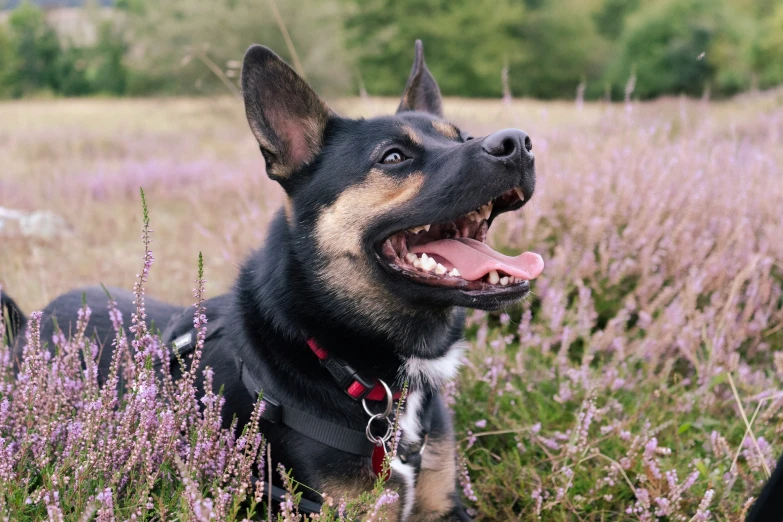 a dog sitting in tall grass with its tongue out