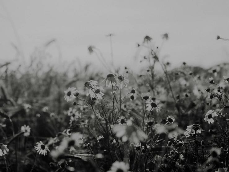 wild flowers growing in a field near the ocean