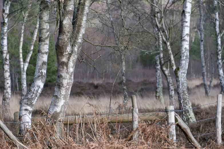 some white trees and grass by the woods