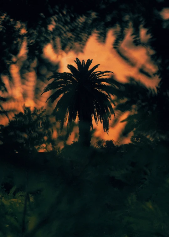 a view of a palm tree in the middle of the night