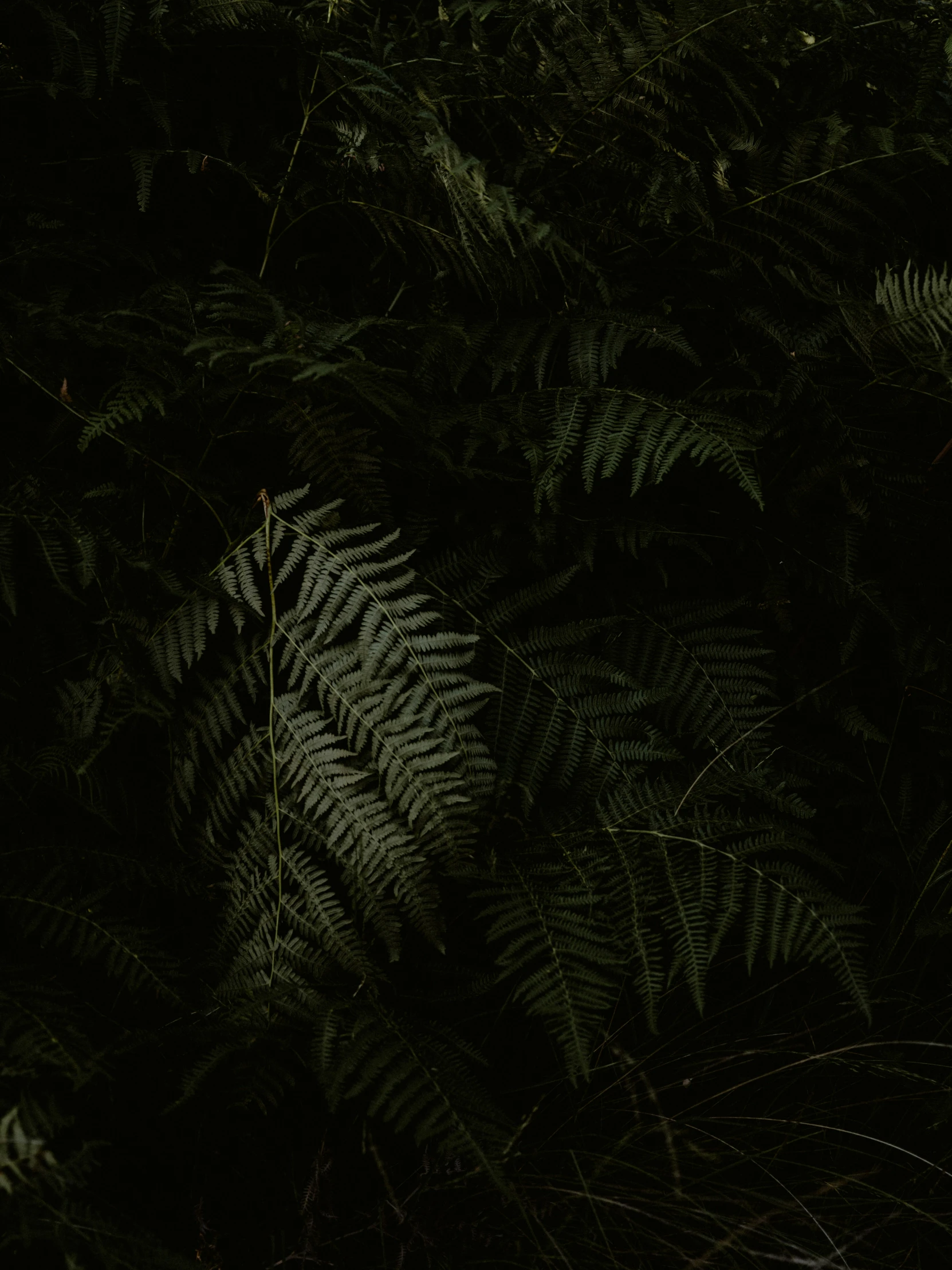 many green plants and leaves in the dark