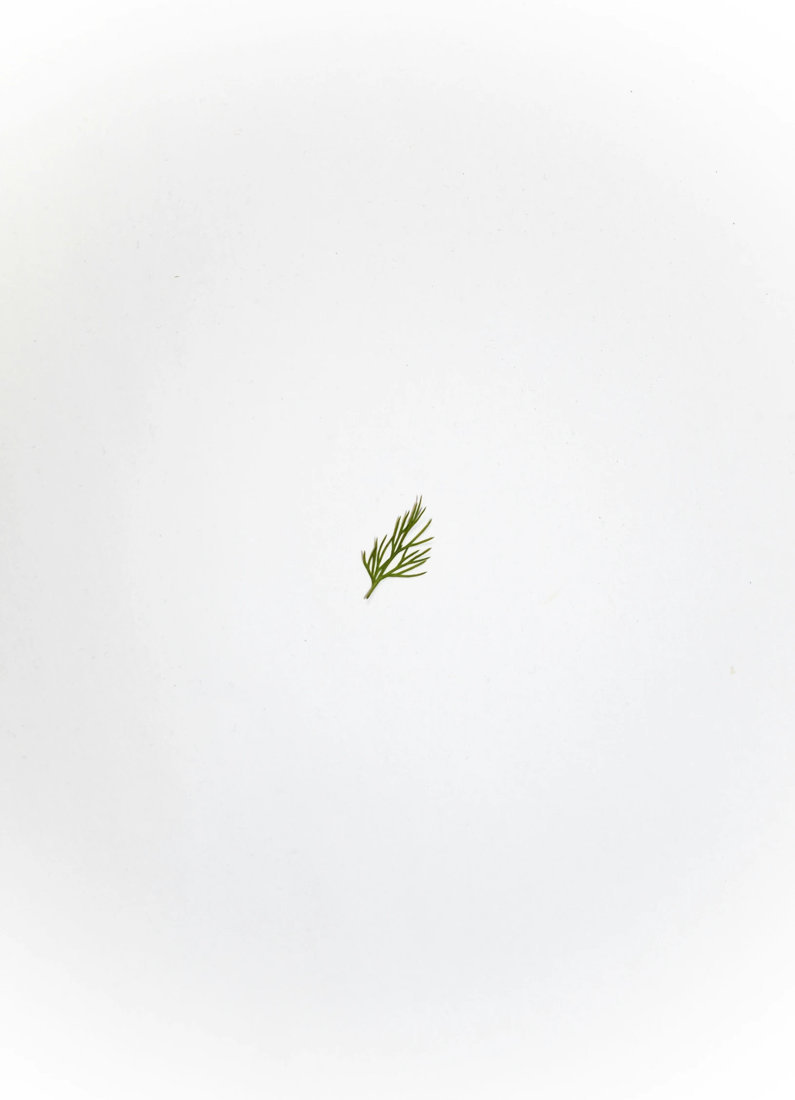 a single leaf floating in the air on a white background