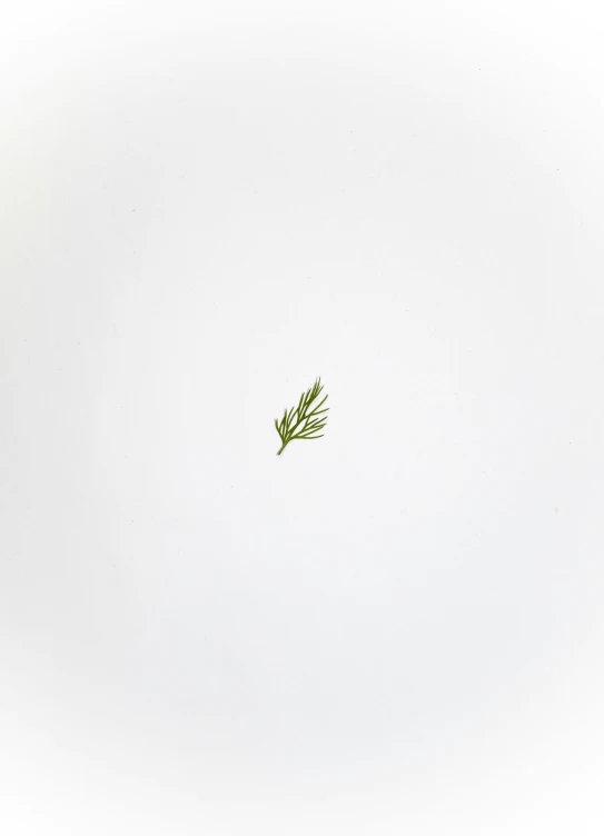 a single leaf floating in the air on a white background