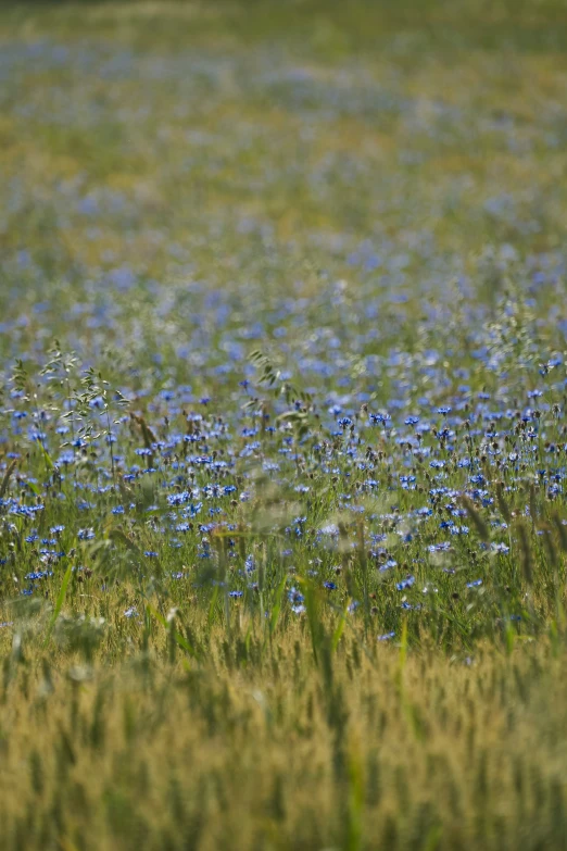 an animal standing in a meadow with lots of blue flowers