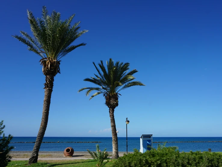 the beach has two palm trees on it