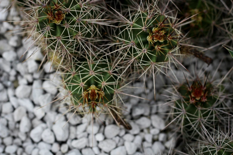 closeup view of various types of cactus's in a desert