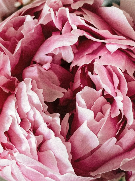 a flower that has pink petals is shown