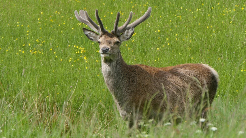 an animal that is in the grass by some flowers